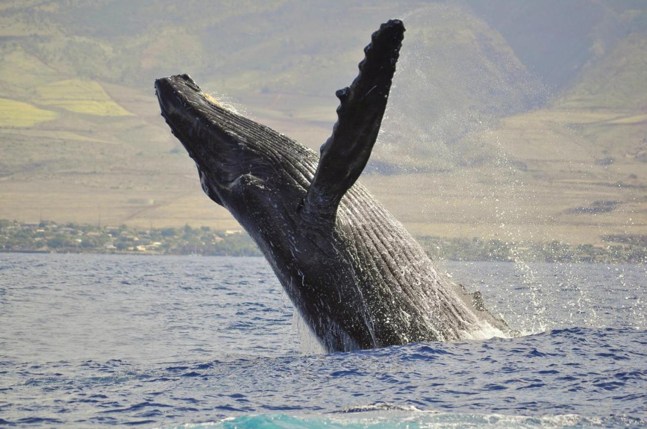 Vila Honua Kai 322 Lahaina Exteriér fotografie